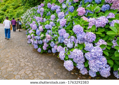 Similar – hydrangeas Nature Plant