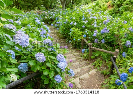 Similar – hydrangeas Nature Plant