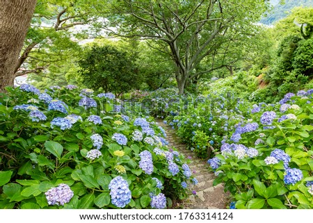 Similar – hydrangeas Nature Plant