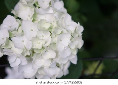 Hydrangea, soft focus, noise added. Beautiful white flowers. Hydrangea macrophylla.
