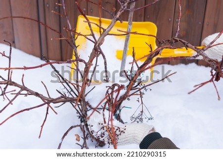 Hydrangea  under  thick layer of snow in woodden background and woman takes care of it, plant care  in winter time concept  
