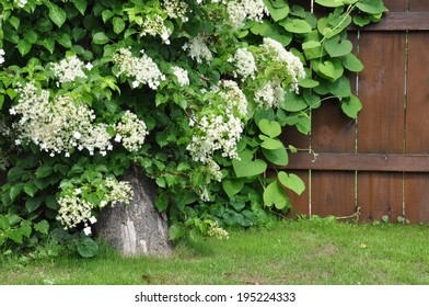 Hydrangea Vine On Tree On Background Wooden Fence In The Garden