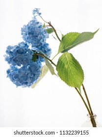 a hydrangea with white background