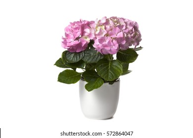 Hydrangea In White Flower Pot