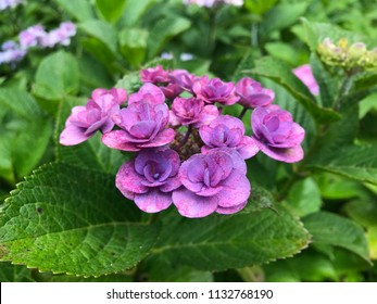 Hydrangeaflower and Nature