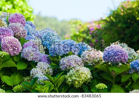 hydrangeas