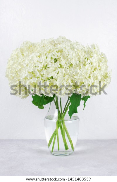 Hydrangeas Arrangement Clear Glass Vase On Stock Photo Edit Now