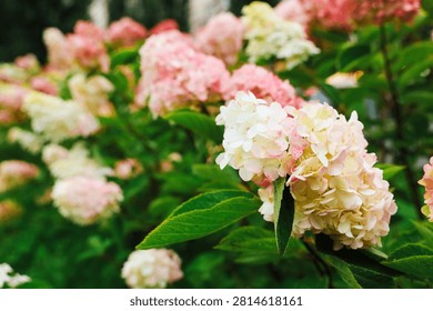 Hydrangeas bloom in a garden during spring. The flowers display shades of pink and white against lush green leaves. This scene captures the beauty of nature and the joy of the season in full bloom.