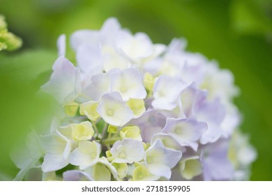 Hydrangeas bloom in spring. The color of hydrangeas can change depending on the pH of the soil.