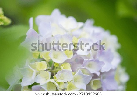 Hydrangeas bloom in spring. The color of hydrangeas can change depending on the pH of the soil.
