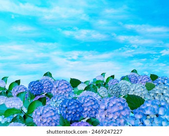 Hydrangeas blooming all over and a clear sky - Powered by Shutterstock