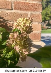 Hydrangeas blooming next to a brick wall