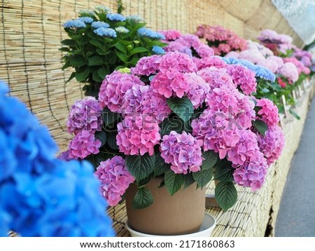 Hydrangeas flower pot , Pink color hydrangeas