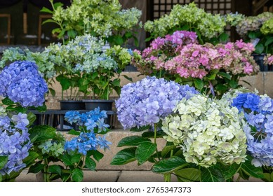 Hydrangeas in full bloom in June