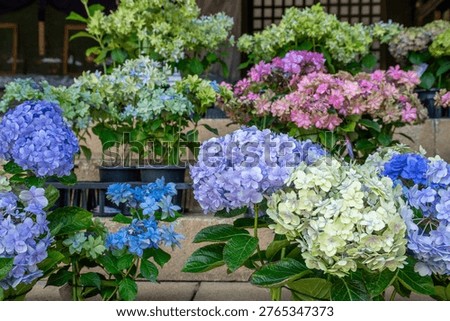 Hydrangeas in full bloom in June