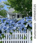 Hydrangeas on a fence in Cape Cod, Massachusetts