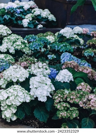 Hydrangeas are pink, blue, lilac, violet. Purple flowers are blooming in spring and summer. Colorful and various types of hydrangea for background.