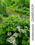 Hydrangeas start to bloom in front of the iris border on the shore of the lagoon at the Chicago Botanical Garden, Cook County, Illinois