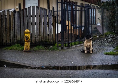hydrant and dog