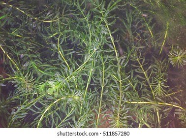 Hydrilla Aquatic Plant Close-up