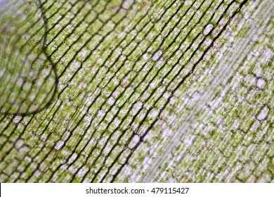 Hydrilla Verticillata Tissue Under Microscope Stock Photo 479115427 ...