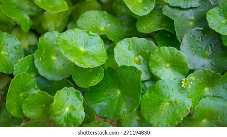 Hydrocotyle Background Water Pennywort Centella Asiatica Stock Photo ...