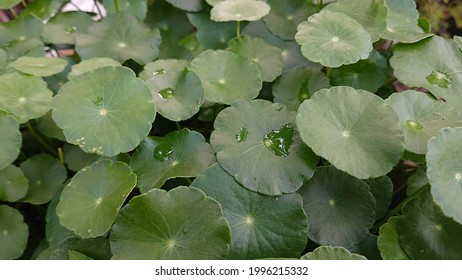 Aquatic Plants Names Images Stock Photos Vectors Shutterstock Aquatic Plants Names Images Stock Photos Vectors Shutterstock
