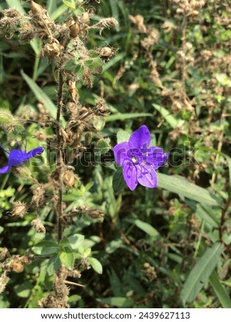 Hydrolea spinosa. Plant with blue flowers and long thorns, which lives in low, humid lands. Catfish thorn, juile thorn, swamp carqueja, clove grass, toad grass, smoke, manca mulo, xkudmukuy, filly gra