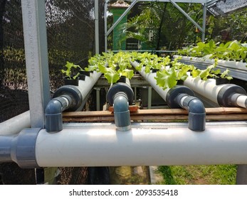 788 Hydrophonic Images, Stock Photos & Vectors | Shutterstock