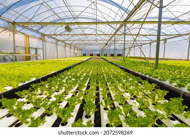 Hydroponic agricultural system, organic hydroponic vegetable garden at greenhouse. Growing plants using mineral nutrient solutions, in water, without soil or Dynamic Root Floating Technique.