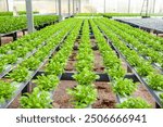 Hydroponic arugula cultivation inside a greenhouse in Caxias do Sul, Rio Grande do Sul, Brazil