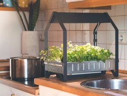 Hydroponic Grown Herbs And Vegetables In Own Kitchen With Hydroponic Grow Kid