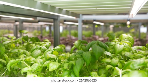 Hydroponic indoor vegetable plant factory. Green salad farm in hydroponics. 