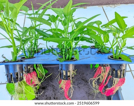 Hydroponic kale with a wick system