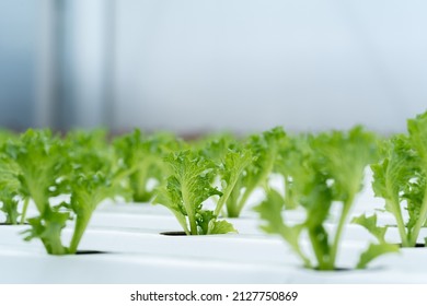 Hydroponic lettuce in hydroponic pipe. plants using mineral nutrient solutions in water without soil. Close up planting Hydroponics plant. Hydroponic Garden. the vegetables are very fresh.