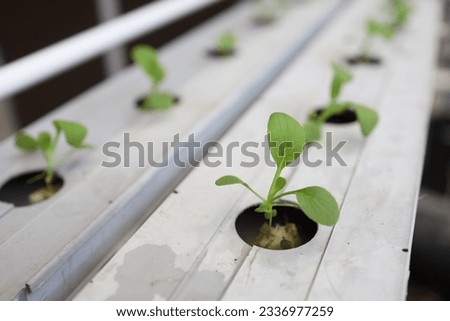 Hydroponic lettuce in hydroponic pipe. plants using mineral nutrient solutions in water without soil. Close up planting Hydroponics plant. Hydroponic Garden. the vegetables are very fresh.