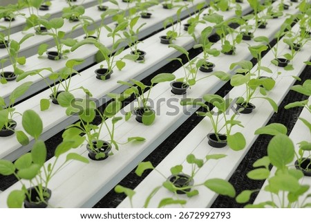 Hydroponic lettuce in hydroponic pipe. plants using mineral nutrient solutions in water without soil. Close up planting Hydroponics plant. Hydroponic Garden. the vegetables are very fresh.