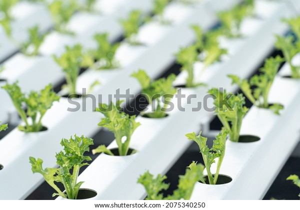 Hydroponic lettuce in hydroponic pipe. plants\
using mineral nutrient solutions in water without soil. Close up\
planting Hydroponics plant. Hydroponic Garden. the vegetables are\
very fresh.