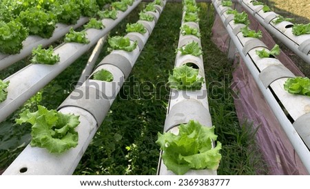 Hydroponic lettuce in hydroponic pipe. Hydroponic vegetable farming.