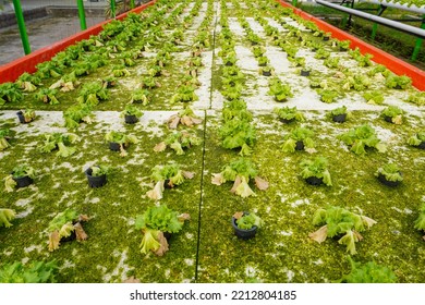 Hydroponic Lettuce Vegetables Are Damaged By Pests And Diseases. Hydroponic Vegetables Fail To Plant