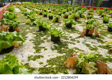 Hydroponic Lettuce Vegetables Are Damaged By Pests And Diseases. Hydroponic Vegetables Fail To Plant