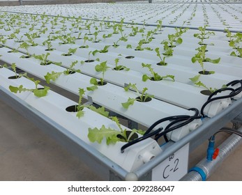 Hydroponic lettuces in hydroponic pipe. Hydroponics method of growing plants using mineral nutrient solutions, in water, without soil. Close up planting hand Hydroponics plant