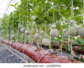 Hydroponic Melons Farm Cantaloupes Melons Plants Stock Photo 1212800530 ...