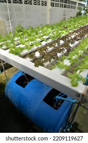 Hydroponic Nutrient Film Technique Nft System Stock Photo 2209119627 ...