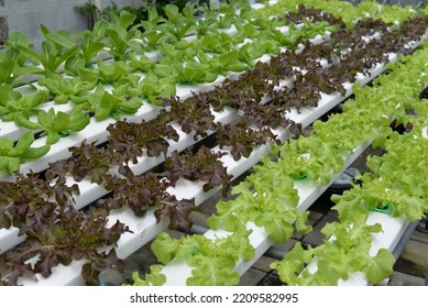 Hydroponic Nutrient Film Technique Nft System Stock Photo 2209582995 ...