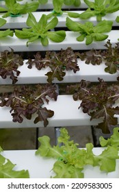 Hydroponic Nutrient Film Technique Nft System Stock Photo 2209583005 ...