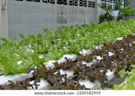 Hydroponic Nutrient Film Technique (NFT) System Setup for Vegetables in Bangkok, Thailand, Asia