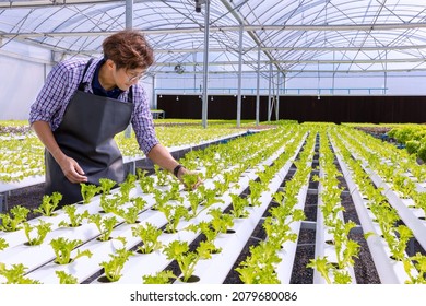 Hydroponic organic SME business farm owner. Asian farmer in agriculture industry. Hydroponic agricultural system, organic hydroponic vegetable garden at greenhouse.
