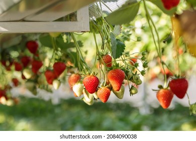 Hydroponic strawberries in a greenhouse with technology farming, hydroponic shelving system in a green house
