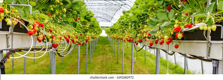 Hydroponic Strawberry in greenhouse with high technology farming, selective focus, banner